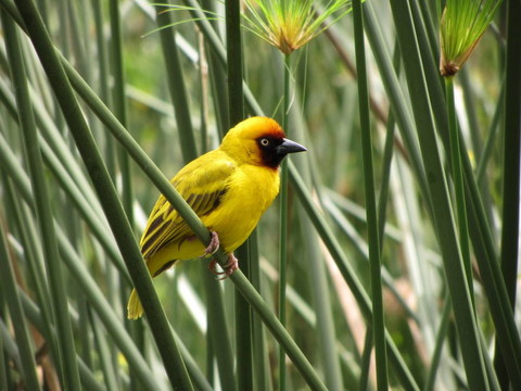 Weaver；烏干達(dá)
