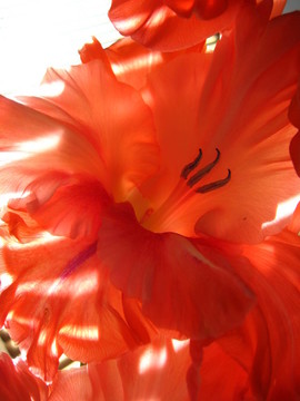 美麗的Gladiolus