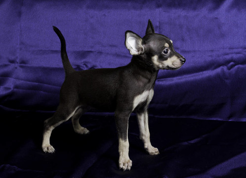 俄羅斯玩具犬