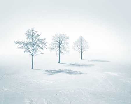 白色的雪樹