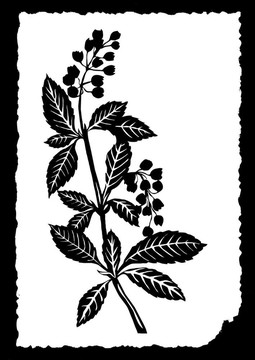 植物在白紙上的畫(huà)