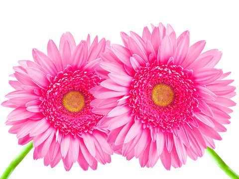 Gerber的花