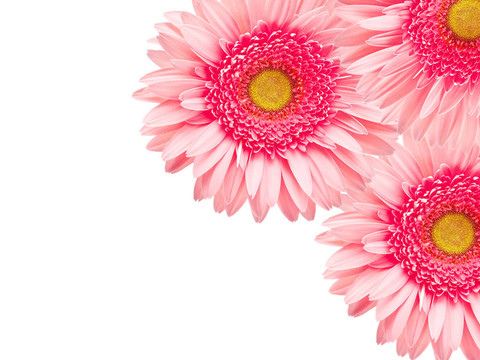 Gerber的花