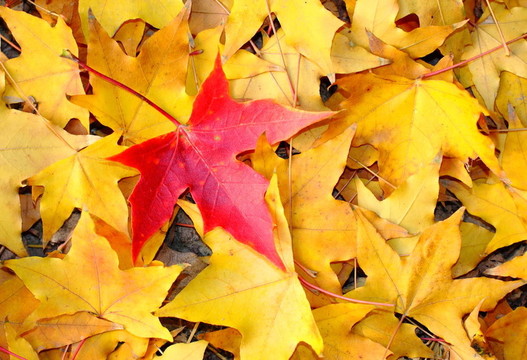 只是一個(gè)；紅色楓葉