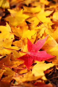 只是一個(gè)；紅色楓葉