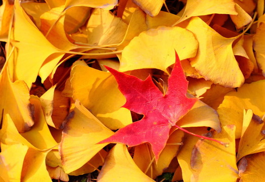 只是一個(gè)；紅色楓葉