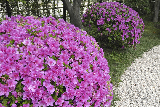 杜鵑花叢