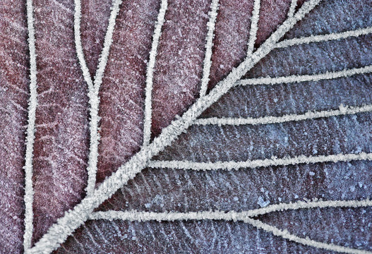 Frozen Leaf在圣誕節(jié)clolors