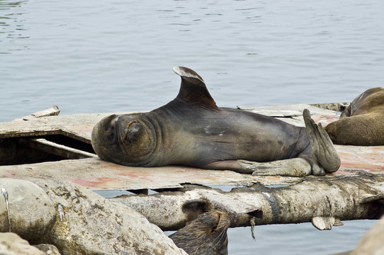 海獅（Otaria flavescens）