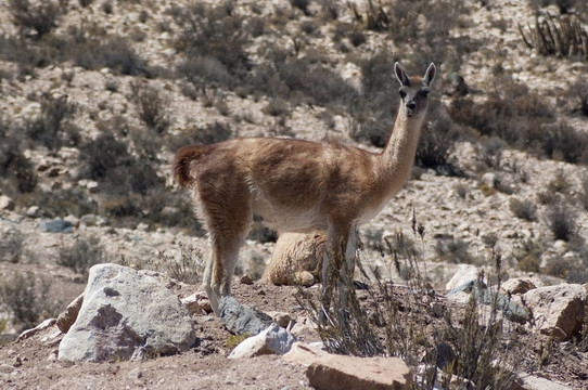 原駝（Lama guanicoe）