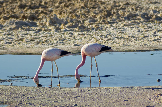安第斯紅鸛（phoenicoparrus andinus）