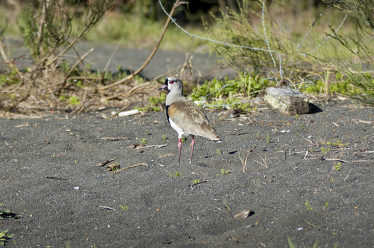 南方麥雞（Vanellus chilensis）