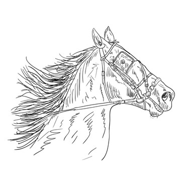 黑色的馬