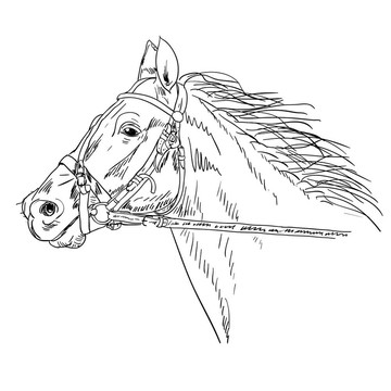 黑色的馬