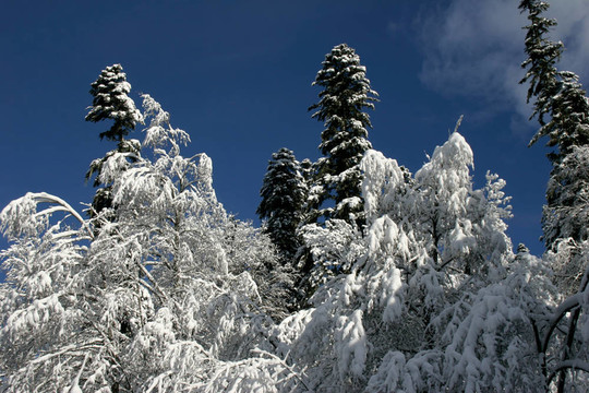 晴朗的天氣過后，一片新鮮的雪