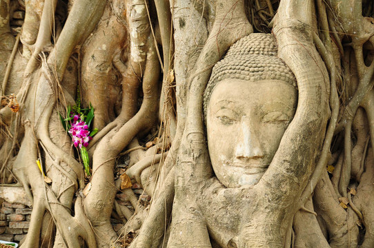 在菩提樹(shù)的根的砂巖佛像的頭；Ayutthaya；泰國(guó)