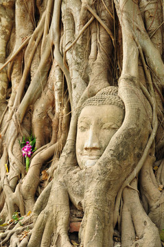 在菩提樹(shù)的根的砂巖佛像的頭；Ayutthaya；泰國(guó)
