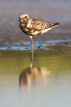 黑腹鸻；Pluvialis squatorola