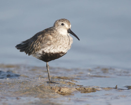Dunlin；Calidris alpina