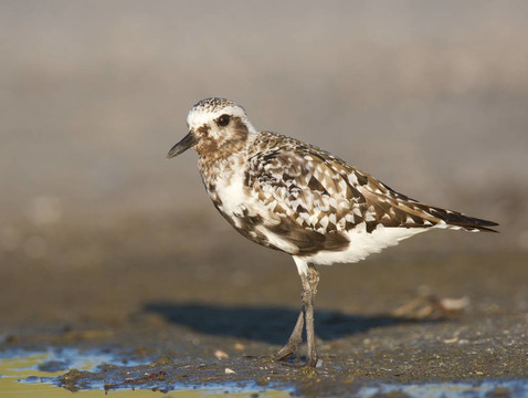 黑腹鸻；Pluvialis squatorola