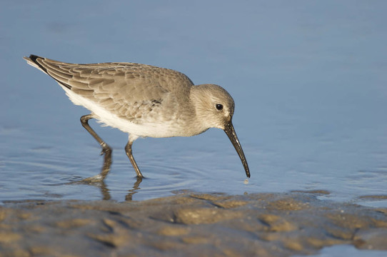 Dunlin；Calidris alpina