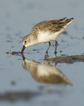Dunlin；Calidris alpina
