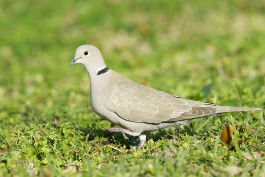 灰斑鳩；斑鳩decaocto