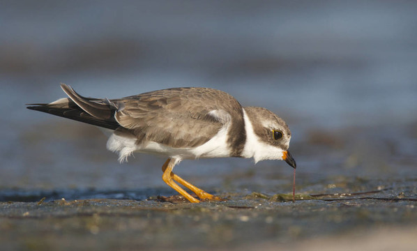 半蹼鸻鷸；Charadrius
