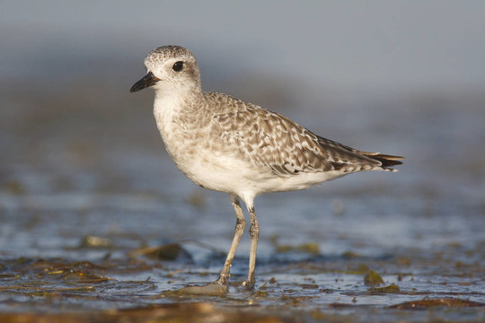 黑腹鸻；Pluvialis squatorola
