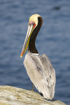 加利福尼亞褐鵜鶘；Pelecanus occidentalis