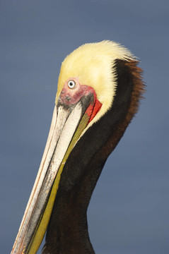 加利福尼亞褐鵜鶘；Pelecanus occidentalis