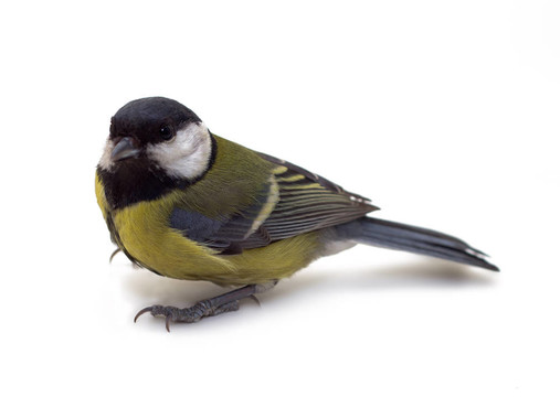 大山雀；Parus Major