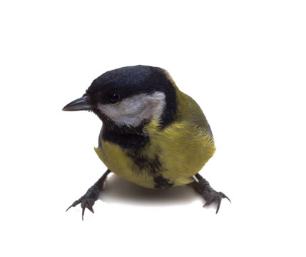 大山雀；Parus Major