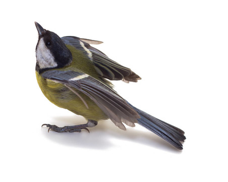 大山雀；Parus Major