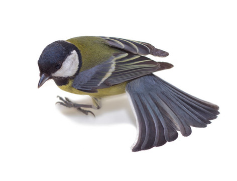 大山雀；Parus Major