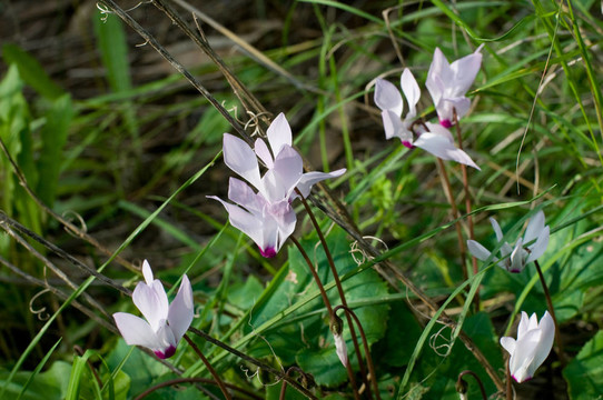仙客來(lái)的花