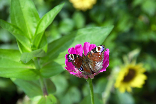 蝴蝶花