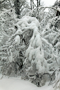 樹上的雪