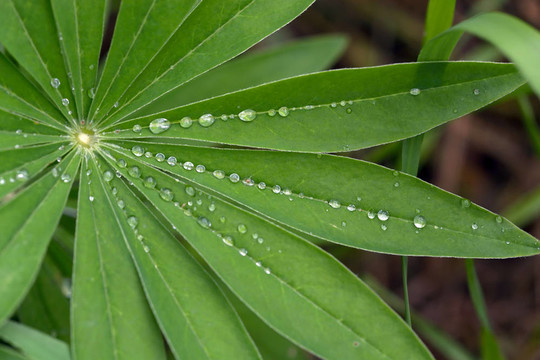 植物上的水滴