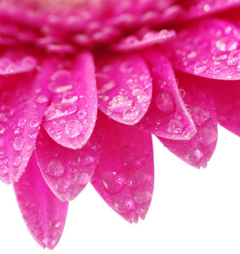 太陽花