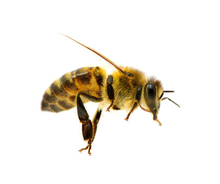 蜜蜂