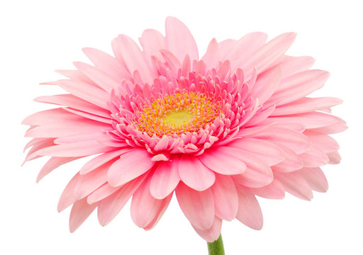 粉色非洲菊
