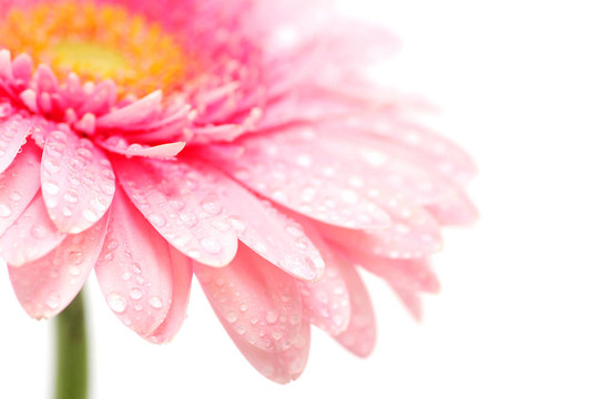 粉色非洲菊