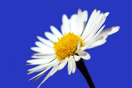 雛菊