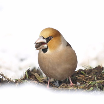 Hawfinch；Coccothraustes
