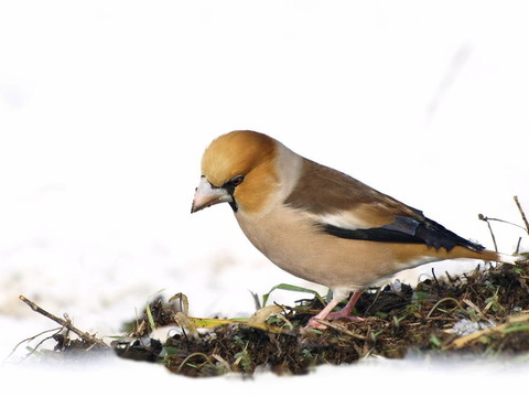 Hawfinch；Coccothraustes
