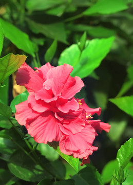 紅芙蓉葉