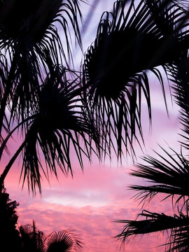 手掌在黑暗的夕陽