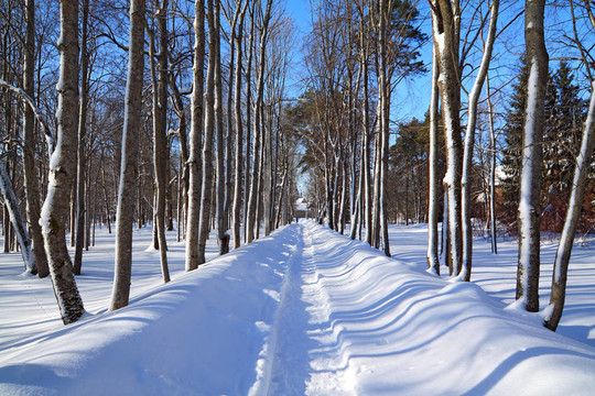 冬季公園里的雪里