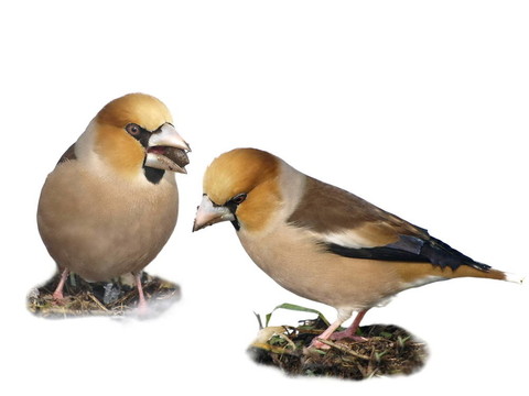 Hawfinch；Coccothraustes